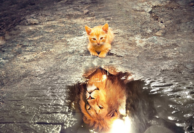 cat looking at water and seeing lion reflection